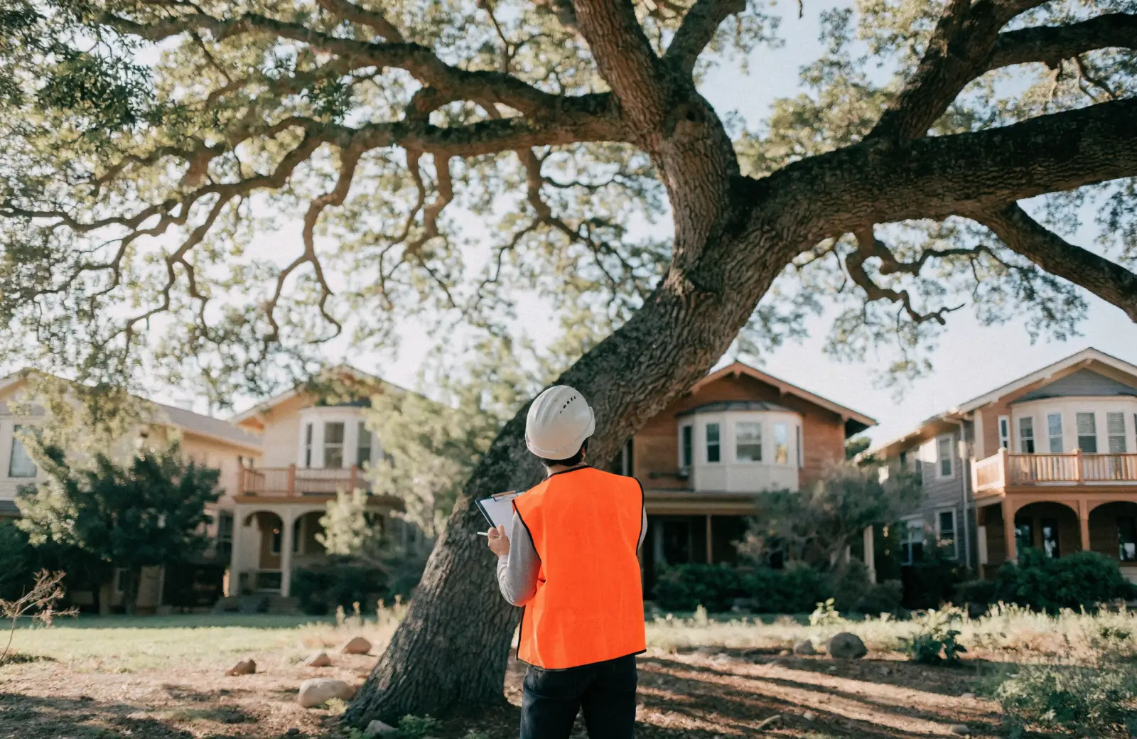 When Do You Need a Certified Arborist in Redwood City?