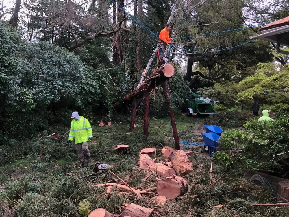 Tree crew in rain gear cutting up a storm-felled tree in a wooded Peninsula backyard, with a climber rigging rope above