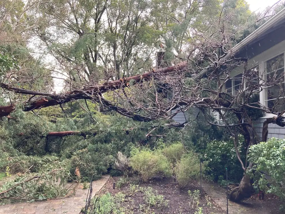 Large tree fallen across the front walk and garden of a gray shingled house after a storm