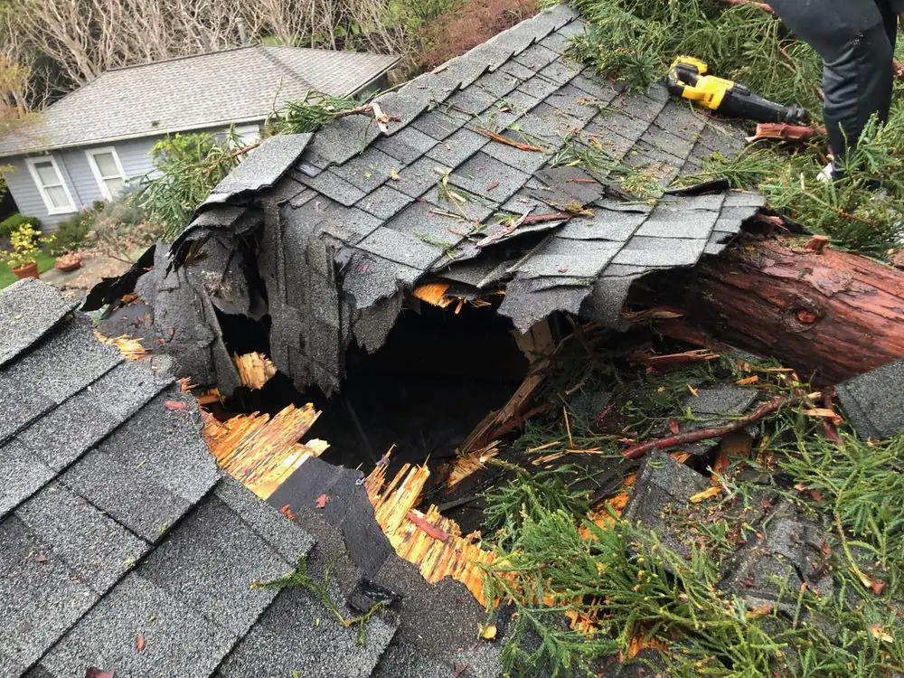 Emergency Tree Removal Cost: Peninsula Prices, Insurance and Who Pays