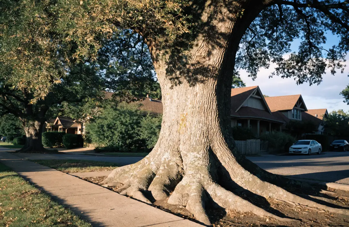 Mature heritage oak with a wide trunk shading a quiet residential street