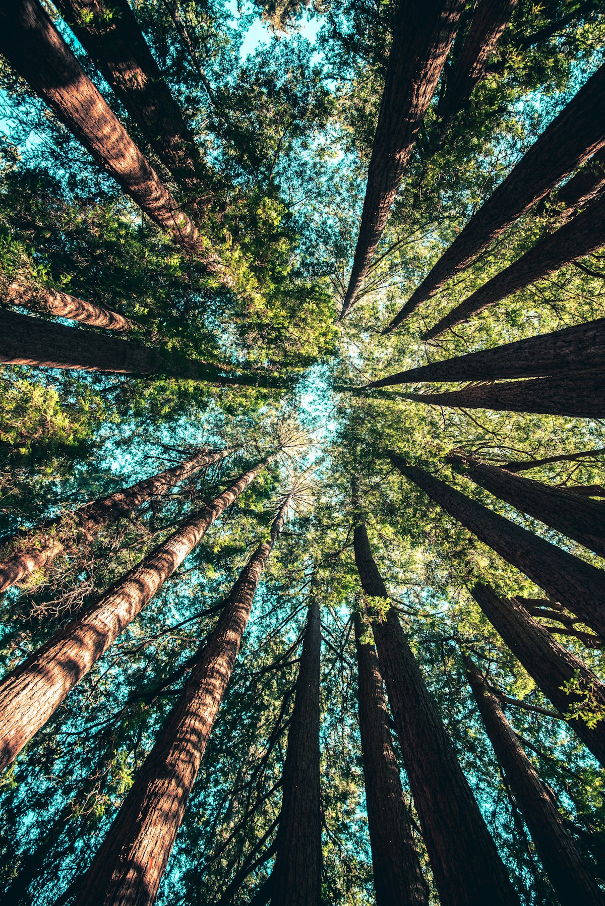 Your Neighbor's Tree Is Overhanging Your Property: California Law Explained