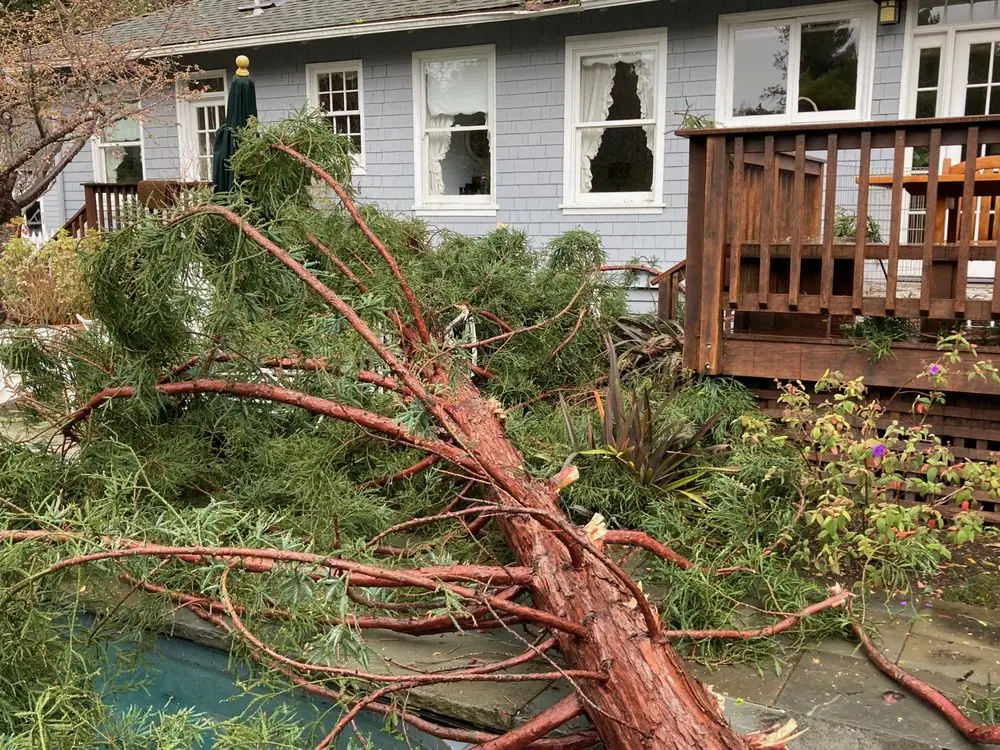 Broken conifer lying across a backyard patio beside a gray shingled house and its wooden deck