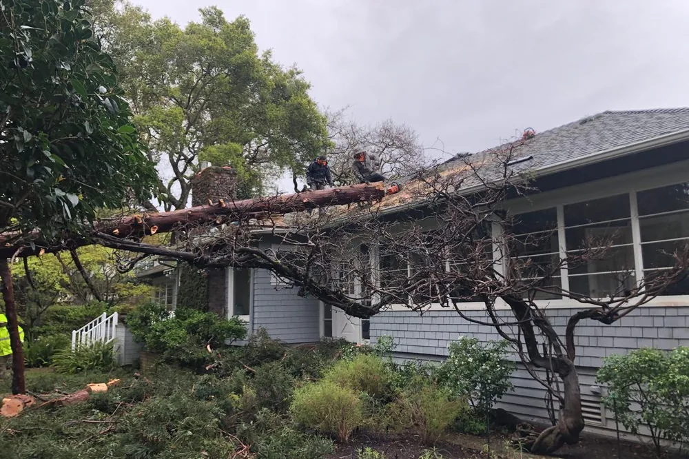 Before the First Big Storm: A Tree Checklist for Peninsula Homes