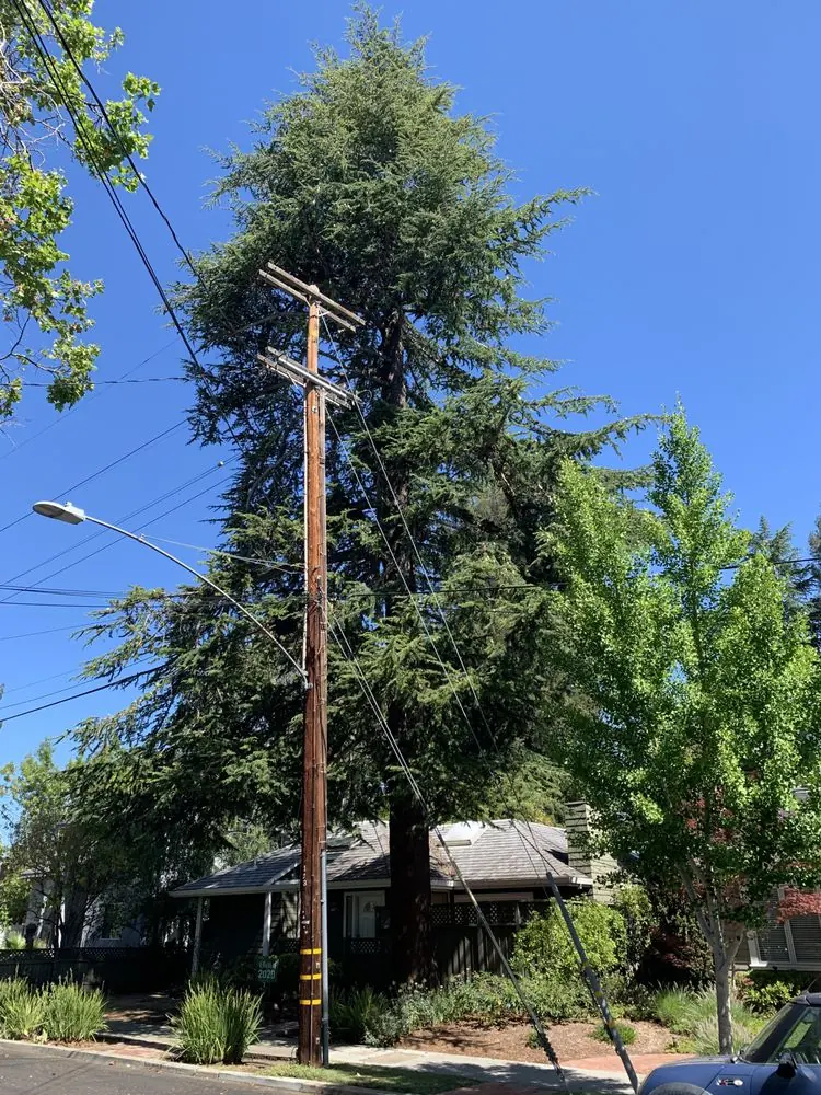 Tall conifer standing behind a wooden utility pole with overhead lines and a streetlight on a residential street