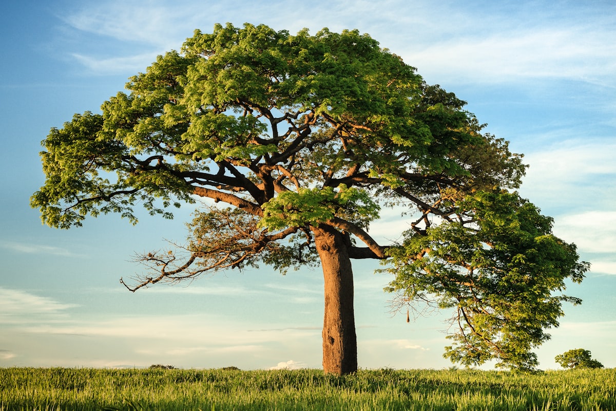 Tree Roots Damaging Your Foundation or Sewer Lines? Here's What to Do