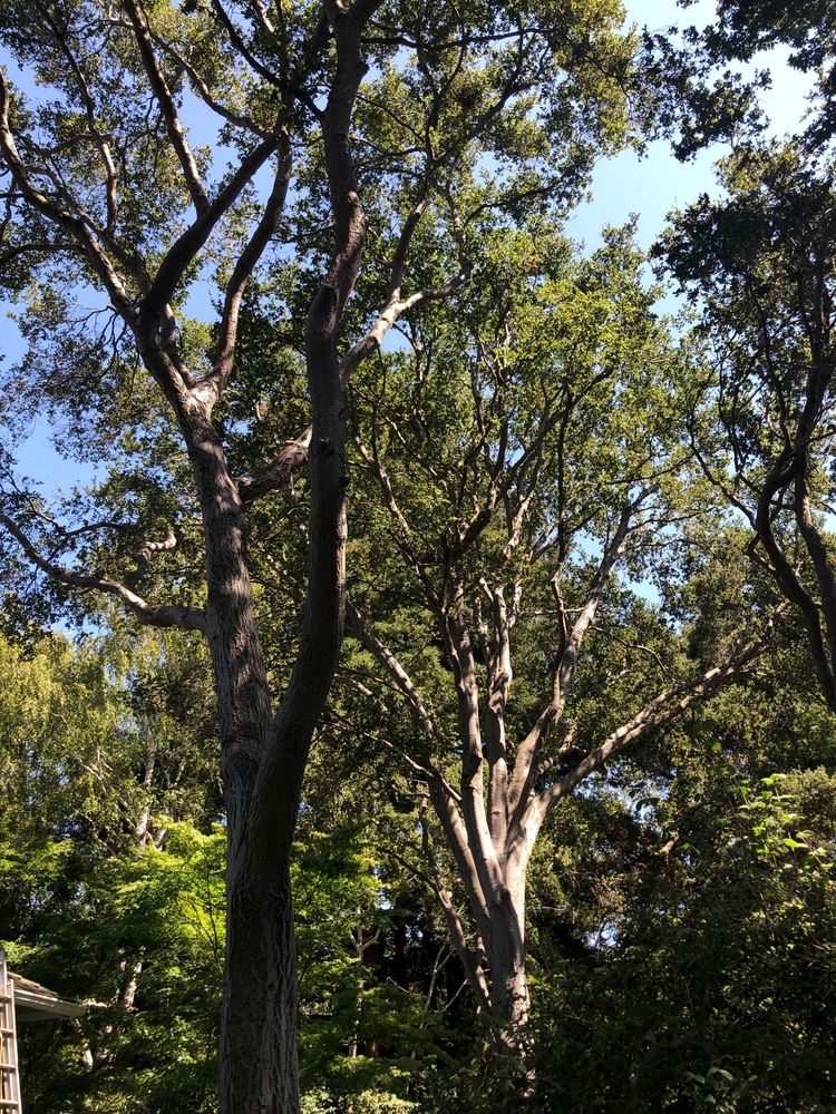 Tree Planting & Transplanting