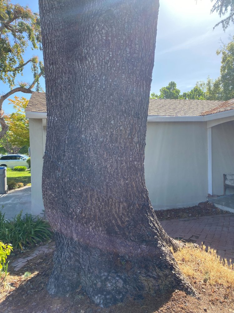 Tree Health Inspection