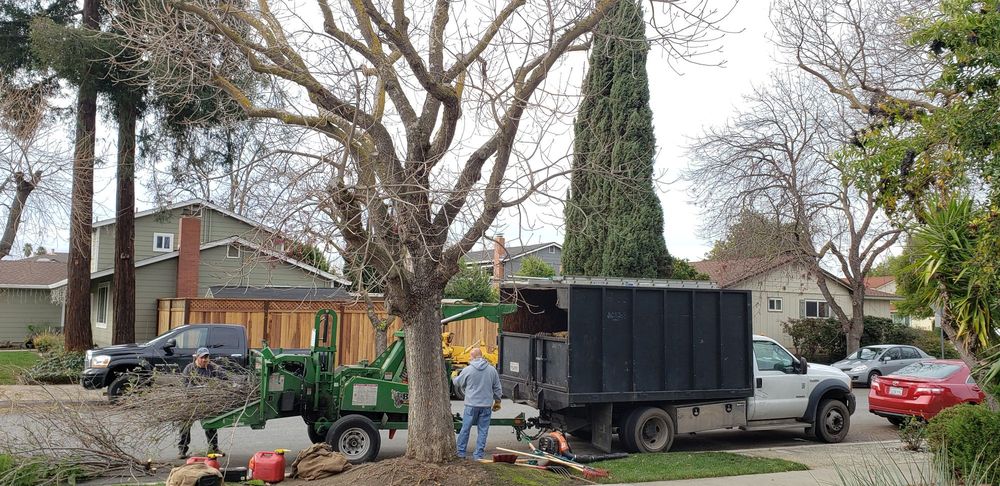 Commercial Tree Services