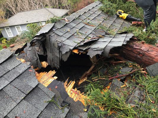 Tree service project in Redwood City