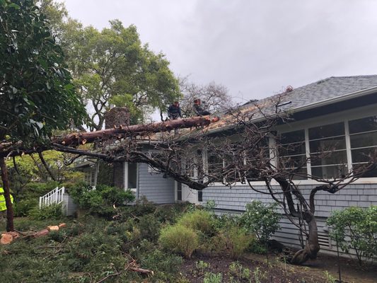 Tree service in progress Redwood City