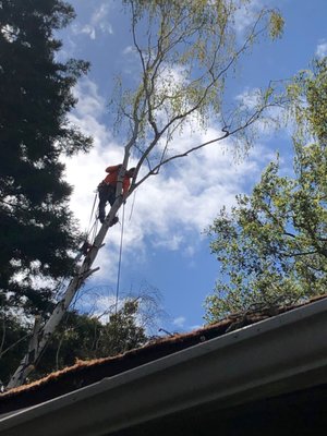Professional tree care Bay Area