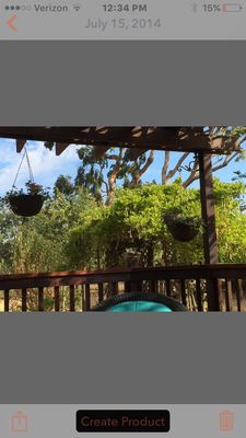 Eucalyptus trees topped — what a difference