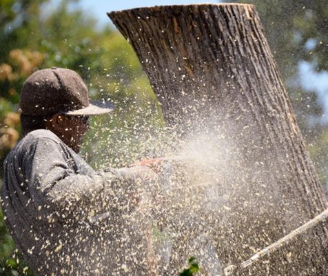 Tree care project in the Bay Area