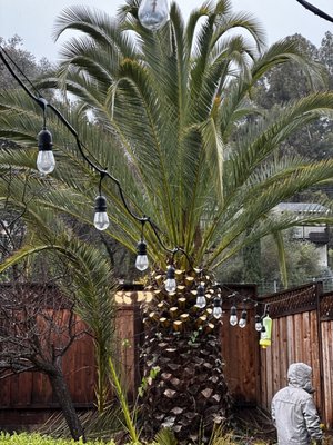 Tree trimming services Redwood City