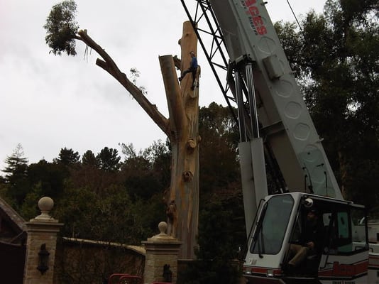 Stump grinding and cleanup