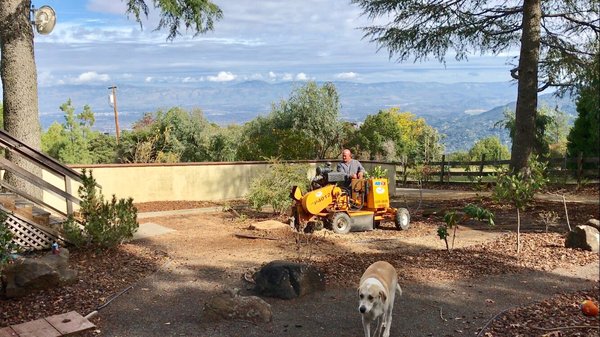 Emergency tree service in the Bay Area