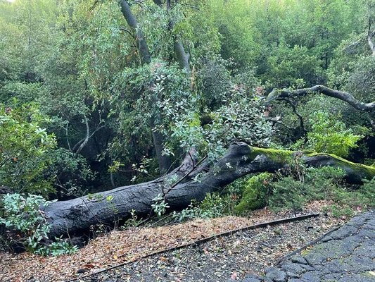 Professional tree removal Bay Area