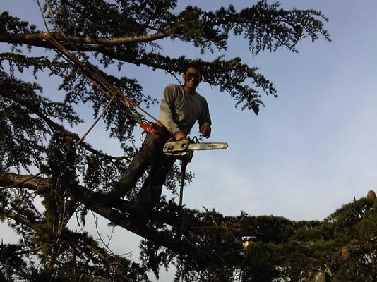 Tree service completed in Redwood City