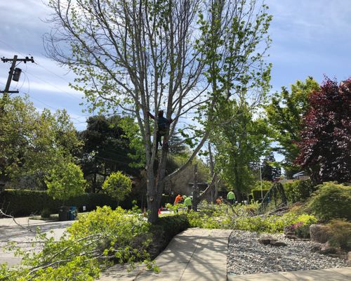 Firefighter Tree Service crew at work