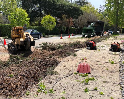 Tree care services in Redwood City