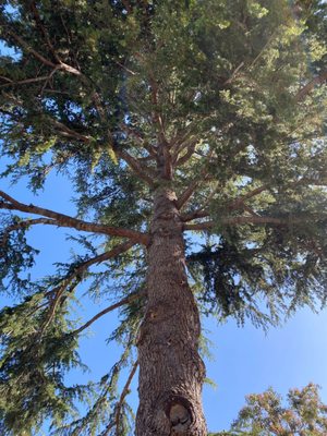 Tree trimming project in Redwood City
