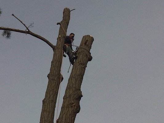 Emergency Tree Removal
