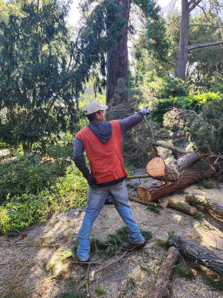 Certified Arborist