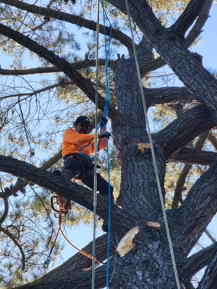Tree Removal