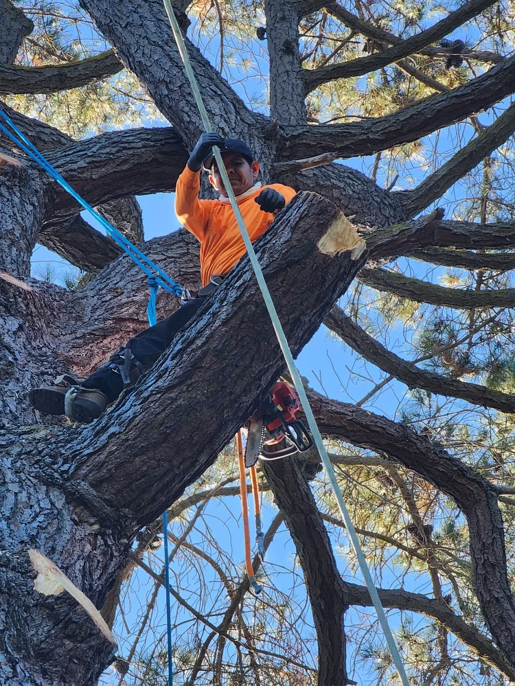 Tree services in Redwood City