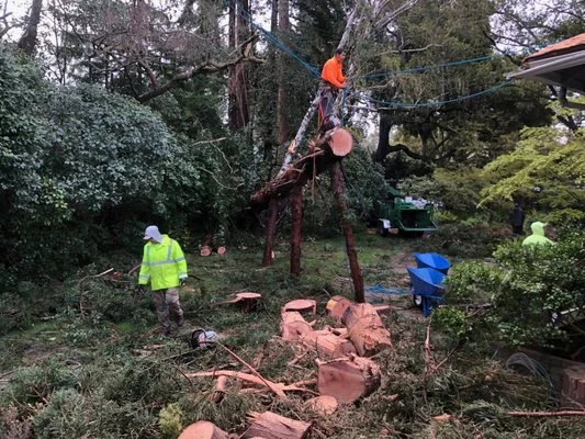 Firefighter Tree Service climber working a tall stem with rigging lines while the ground crew stacks cut rounds